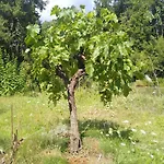 Bed & Breakfast Le Jardin De Jean 3*