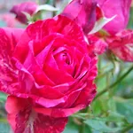 Bed & Breakfast Le Jardin De Jean 3*