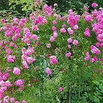 Le Jardin De Jean Saint-Jean-aux-Bois (Oise)