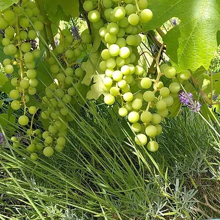 Couette-café Le Jardin De Jean