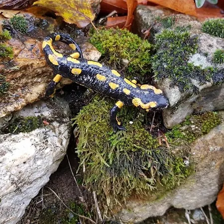 Le Jardin De Jean Saint-Jean-aux-Bois (Oise)