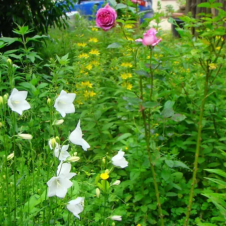 Le Jardin De Jean Saint-Jean-aux-Bois (Oise)