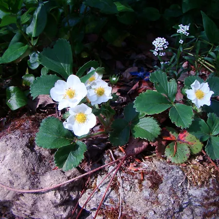 Le Jardin De Jean Couette-café 3*