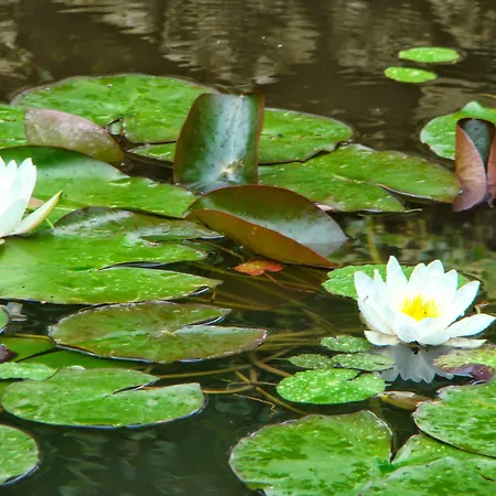 Le Jardin De Jean Saint-Jean-aux-Bois (Oise)
